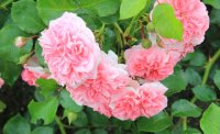 pink-swany-rab-bkn-2003
