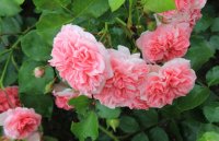 pink-swany-rab-bkn-2003a