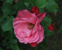 play-rose
