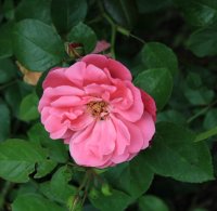 play-rose9