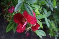 rote-hannover