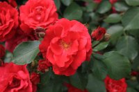 rote-woge67