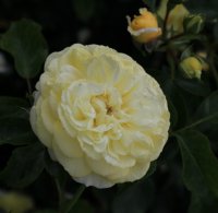 solero-kord1
