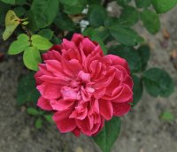 sophys-rose-7