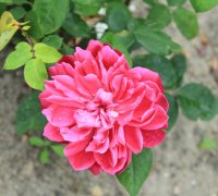 sophys-rose