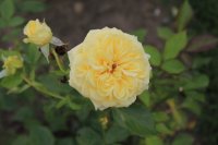 sunlight-romantica