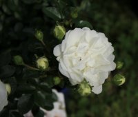 whitw-babyflor3