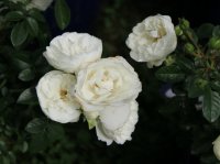 whitw-babyflor4
