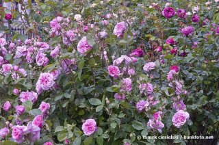 gertrude-jekyll5.jpg
