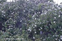 rambling-rector.jpg