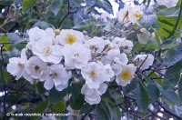 rambling-rector5.jpg