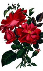 bardou-job_journaldesroses-mai1888_rosanabonnandii.jpg