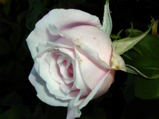 coquette-des-bl.jpg