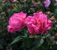 r-g-officinalis-thory