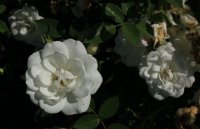white-the-fairy
