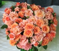 apricola