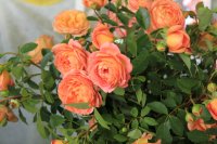 lady-of-shalott