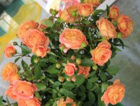 lady-of-shalott0
