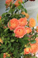 lady-of-shalott8