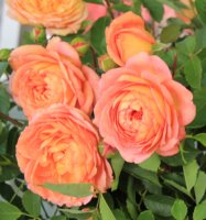 lady-of-shalott9