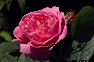 coupe-de-hebe-fharrell.jpg