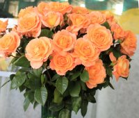 rosemary-harkness1