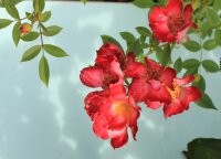 star-profusion