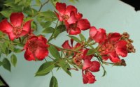 star-profusion4