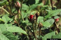 gallica-officinalis-f-harrell.jpg