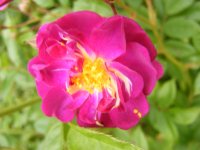 amethyste