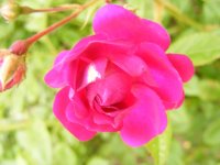 amethyste2