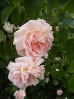 tender-blush2