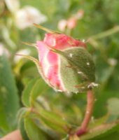 tender-blush3