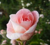 tender-blush4