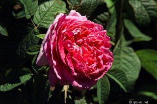 heroine-de-vaucluse-fharrell.jpg