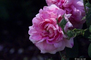 ispahan-fharrell.jpg