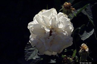 jeanne-darc-fharrell.jpg