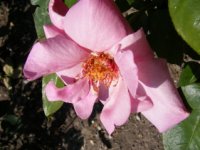 ludmilla3lperiere