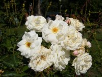 white-tausendschon_0