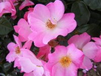 phlox-meilland