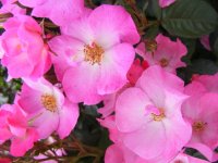 phlox-meilland2