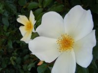 pretty-snow3