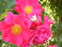 rosenfest-rote-okt