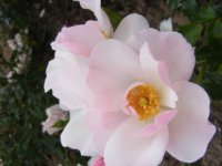 windrose