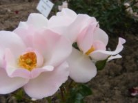 windrose2