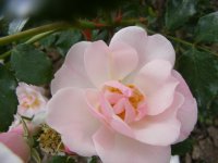 windrose3