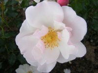 windrose4