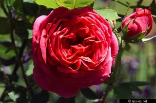 marchiones-of-lorne-fharrell.jpg