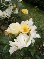 bloomfielddainty-3