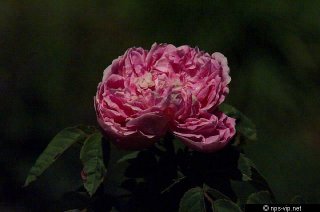 mrs-paul-fharrell.jpg